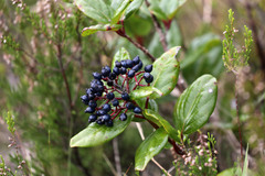 Viburnum treleasei