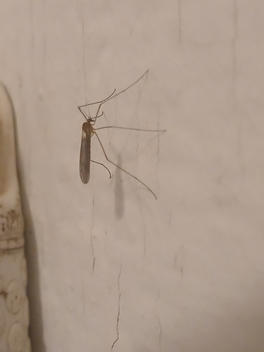 Unknown species found near North Kingstown, RI 02852, USA