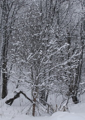 Crataegus chlorosarca