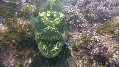 Argentine thornfish (Bovichtus argentinus) — Bovichtidae — 4