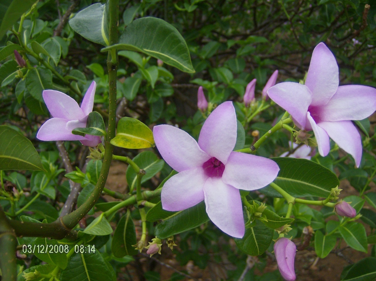 Cryptostegia grandiflora