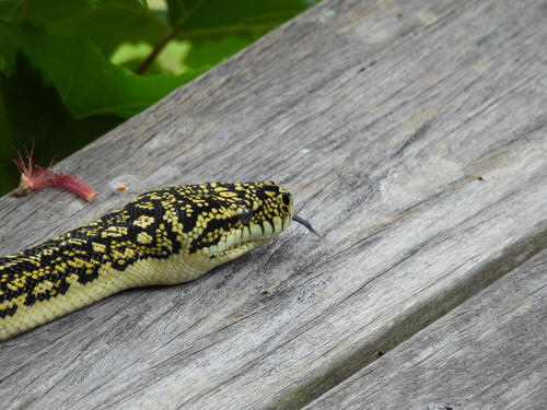 Diamond Python sighting