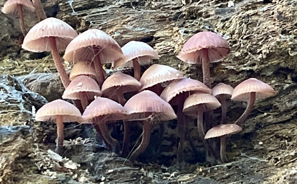 Mycena haematopus · October 2025 · photo: © joqatana (iNaturalist, cc-by)