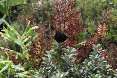 Turdus merula azorensis