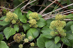 Hedera azorica