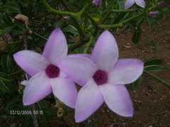 Cryptostegia