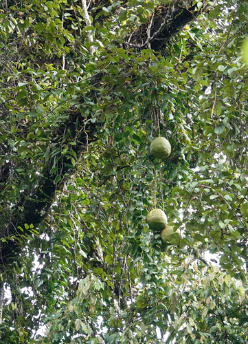 Alsomitra macrocarpa (Alsomitra macrocarpa)