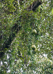 Alsomitra macrocarpa, photograph (c) Paul Prior, some rights reserved (CC BY)