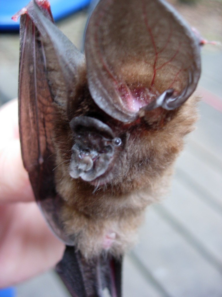 Ridley's Leaf-Nosed Bat