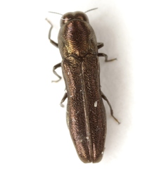Paragrilus rugatulus