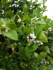 Apis mellifera