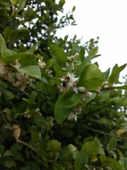 Apis mellifera