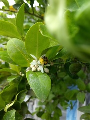 Apis mellifera