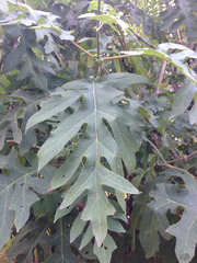 Montanoa bipinnatifida