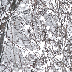 Crataegus chlorosarca