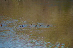 Tachybaptus dominicus