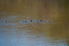 Tachybaptus dominicus