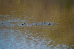 Tachybaptus dominicus