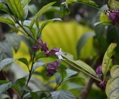 Clerodendrum fortunatum