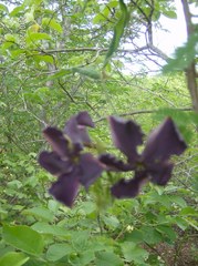 Mandevilla leptophylla