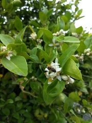 Apis mellifera