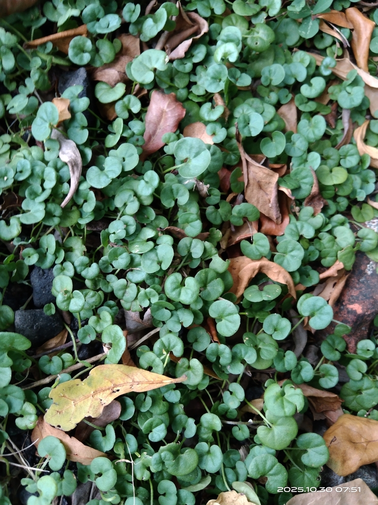 Dichondra micrantha, Kaohsiung, TW-KH, TW