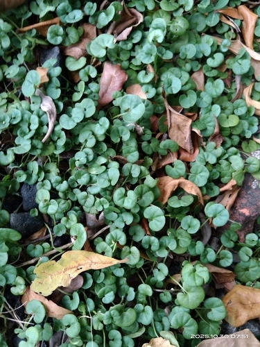 Dichondra micrantha