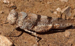 Qualetta maculata