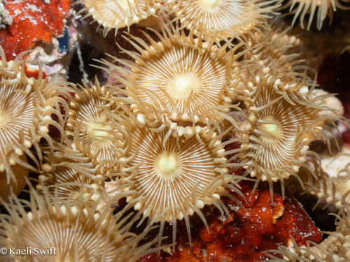 Palythoa heliodiscus observed 2025-10-11