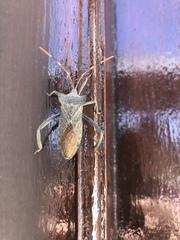 Elasmopoda valga