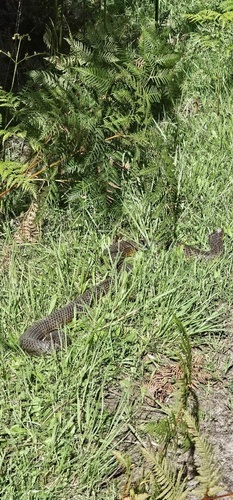 Lowlands Copperhead sighting