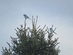 Cyanocitta cristata image