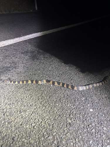 Stephens' Banded Snake sighting
