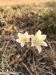 Cyrtanthus loddigesianus