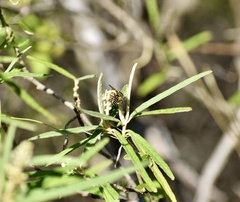 Megachile poeyi