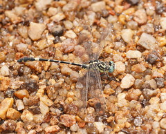 Austrogomphus cornutus