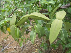 Cryptostegia
