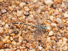 Austrogomphus cornutus