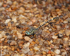 Austrogomphus cornutus