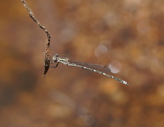 Austrolestes aridus