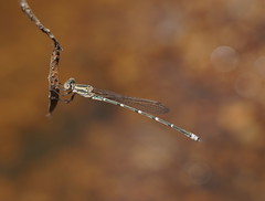Austrolestes aridus