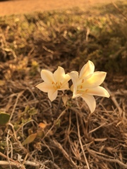Cyrtanthus loddigesianus