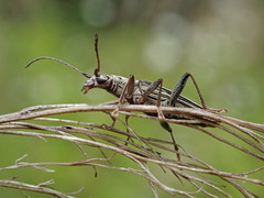 Navomorpha sulcata