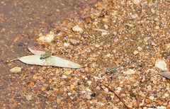 Austrogomphus cornutus