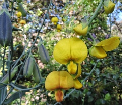 Crotalaria juncea