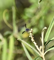 Coelioxys rufipes