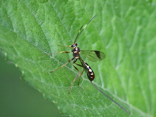 Rhyssinae
