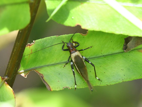 True Crickets and Allies