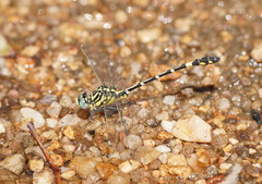 Austrogomphus cornutus