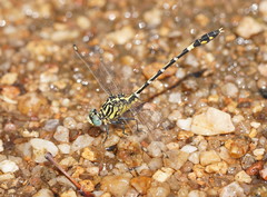 Austrogomphus cornutus